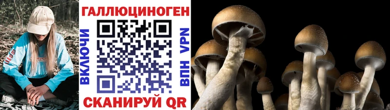 Галлюциногенные грибы Psilocybine cubensis закладки Дзержинский